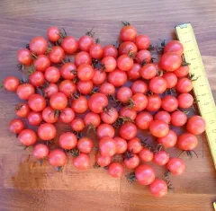 Rosa-Rote Cherry, Bio