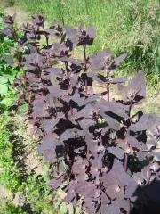 Rote Gartenmelde, Bio