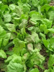 Roter von Verona, Bio