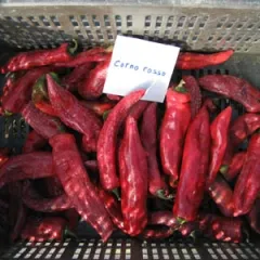 Rotes Stierhorn, Bio