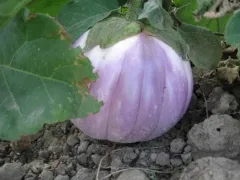 Rotonda Bianca Sfumata di Rosa, Bio