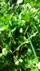 Rotstieliger Sellerie