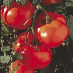 Royale des Guineaux, Bio