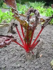 Ruby Chard, Bio