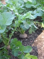 Runder Schwarzer Winterrettich, Bio