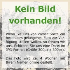 Russischer Estragon, Bio