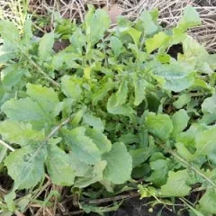 Salatrauke, Bio, Mini-Pack