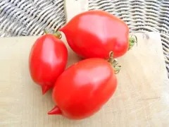 San Marzano, Bio
