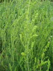 Sand-Strohblume, Bio