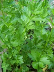 Schnittsellerie, Bio