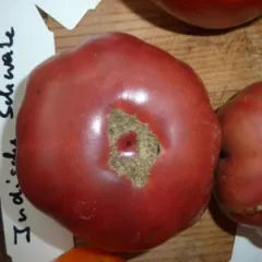 Schwarze Indische, Bio