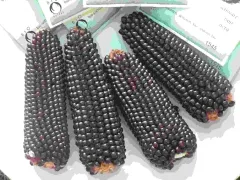 Schwarzer Popcorn Mais, Bio