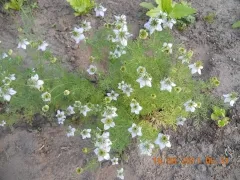 Schwarzkümmel, Bio, Mini-Pack