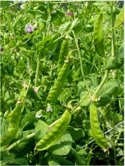 Schweizer Riesen, Bio