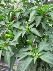 Sibirischer Hauspaprika, Bio