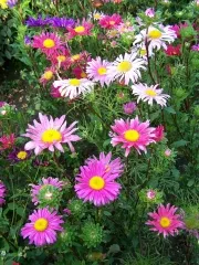 Sommeraster - Mix, Bio