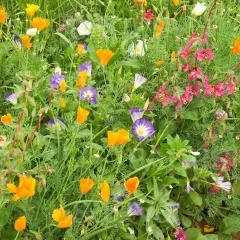 Sommerpracht-Mix, Bio