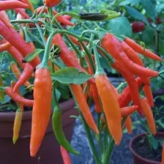 Sri Lanka Chili, Bio