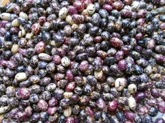 Steirischer Stangenbohnen - Mix, Bio, Mini-Pack