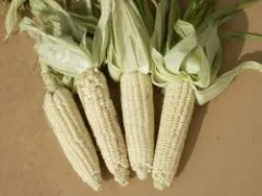 Stowells Evergreen, Bio