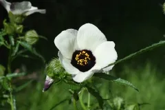 Stunden-Roseneibisch, Bio