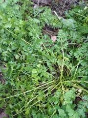 Südliche Erdkastanie, Bio