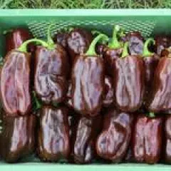 Sweet Chocolate, Bio