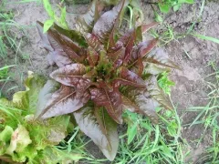 Teufelsohren, Mini-Pack