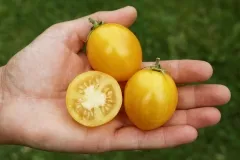 Tigerette Cherry, Bio