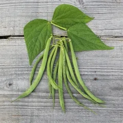 Triumph von Farcy, Bio