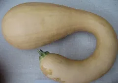 Trombolino d'Albinga, Bio