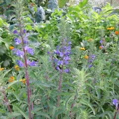 Türkischer Drachenkopf, Bio