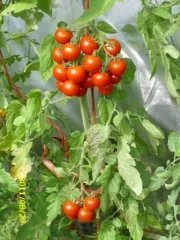 Vesennij Mieurinski, Bio