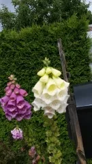 Weißer Fingerhut, Bio