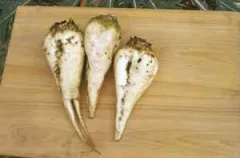 Weißer Kegel, Bio, Mini-Pack