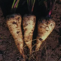 White spear, Bio, Mini-Pack