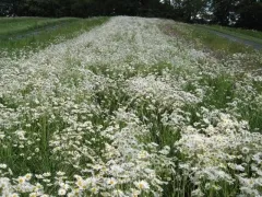 Wiesen-Margerite, Bio