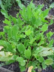 Wiesen-Sauerampfer, Bio