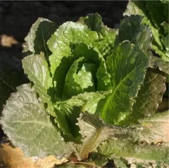 Wintersalat Sainte Marthe, Bio