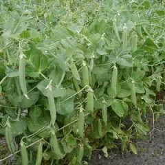 Wunder von Kelvedon, Bio