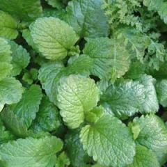 Zitronenmelisse, Bio